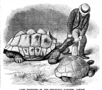 Picture 10 of 13 from Scientific American, Vol. 33, No. 17 (1875) (1875), leaf 8