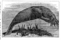 Picture 11 of 13 from Scientific American, Vol. 33, No. 17 (1875) (1875), leaf 8