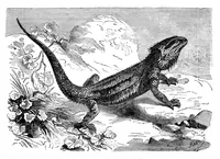 An illustration from Scientific American, Vol. 33, No. 19 (1875) (1875)