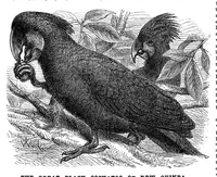 An illustration from Scientific American, Vol. 33, No. 19 (1875) (1875)