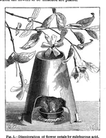 Picture 9 of 14 from Scientific American, Vol. 33, No. 20 (1875) (1875), leaf 8