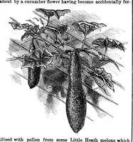 Picture 11 of 14 from Scientific American, Vol. 33, No. 20 (1875) (1875), leaf 8