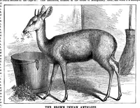 Picture 11 of 13 from Scientific American, Vol. 33, No. 22 (1875) (1875), leaf 8