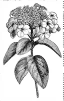 Picture 10 of 15 from Scientific American, Vol. 34, No. 2 (1876) (1876), leaf 8