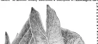 Picture 11 of 15 from Scientific American, Vol. 34, No. 2 (1876) (1876), leaf 8