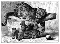 Picture 10 of 13 from Scientific American, Vol. 34, No. 3 (1876) (1876), leaf 8
