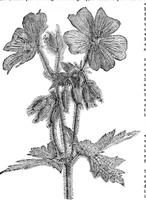 An illustration from Scientific American, Vol. 34, No. 9 (1876) (1876)
