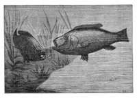 Picture 9 of 16 from Scientific American, Vol. 34, No. 10 (1876) (1876), leaf 8