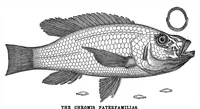 Picture 10 of 16 from Scientific American, Vol. 34, No. 10 (1876) (1876), leaf 8