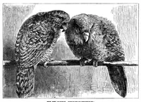 Picture 13 of 20 from Scientific American, Vol. 34, No. 12 (1876) (1876), leaf 8