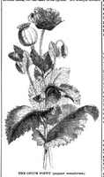 Picture 14 of 20 from Scientific American, Vol. 34, No. 12 (1876) (1876), leaf 8