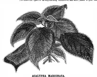 Picture 14 of 17 from Scientific American, Vol. 34, No. 16 (1876) (1876), leaf 8