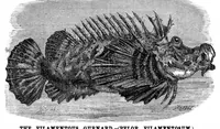 Picture 12 of 14 from Scientific American, Vol. 34, No. 17 (1876) (1876), leaf 8