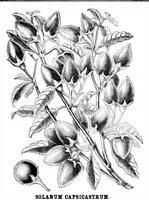 Picture 14 of 22 from Scientific American, Vol. 34, No. 20 (1876) (1876), leaf 8