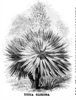 Picture 15 of 22 from Scientific American, Vol. 34, No. 20 (1876) (1876), leaf 8