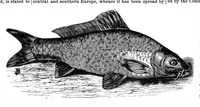Picture 13 of 14 from Scientific American, Vol. 34, No. 23 (1876) (1876), leaf 8