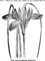 Picture 14 of 17 from Scientific American, Vol. 34, No. 25 (1876) (1876), leaf 8