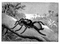 Picture 10 of 14 from Scientific American, Vol. 34, No. 26 (1876) (1876), leaf 8