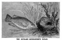 Picture 7 of 11 from Scientific American, Vol. 35, No. 1 (1876) (1876), leaf 7