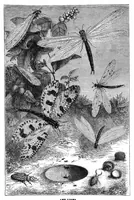 An illustration from Scientific American, Vol. 35, No. 3 (1876) (1876)