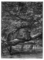An illustration from Scientific American, Vol. 35, No. 5 (1876) (1876)