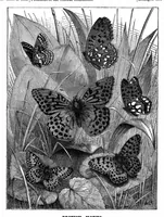 Picture 11 of 18 from Scientific American, Vol. 35, No. 6 (1876) (1876), leaf 8