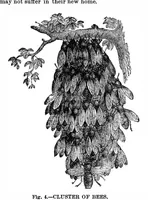 Picture 9 of 15 from Scientific American, Vol. 35, No. 7 (1876) (1876), leaf 8
