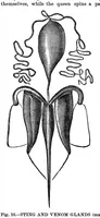 Picture 12 of 15 from Scientific American, Vol. 35, No. 7 (1876) (1876), leaf 9