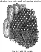 Picture 13 of 15 from Scientific American, Vol. 35, No. 7 (1876) (1876), leaf 9