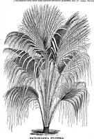 An illustration from Scientific American, Vol. 35, No. 8 (1876) (1876)