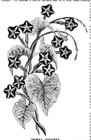 An illustration from Scientific American, Vol. 35, No. 15 (1876) (1876)