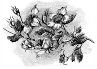 An illustration from Scientific American, Vol. 35, No. 18 (1876) (1876)