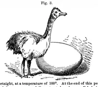 Picture 10 of 12 from Scientific American, Vol. 35, No. 19 (1876) (1876), leaf 10