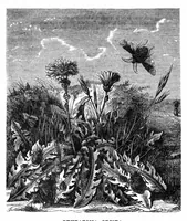 Picture 7 of 12 from Scientific American, Vol. 35, No. 19 (1876) (1876), leaf 8