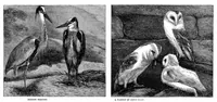 Picture 12 of 14 from Scientific American, Vol. 35, No. 21 (1876) (1876), leaf 8