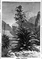 Picture 11 of 14 from Scientific American, Vol. 35, No. 24 (1876) (1876), leaf 8