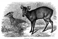 An illustration from Scientific American, Vol. 35, No. 25 (1876) (1876)