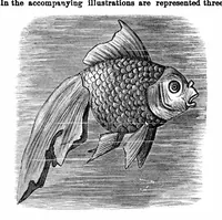 An illustration from Scientific American, Vol. 35, No. 25 (1876) (1876)