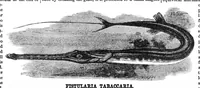 Picture 7 of 10 from Scientific American, Vol. 36, No. 1 (1877) (1877), leaf 7