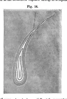 Picture 6 of 18 from Scientific American, Vol. 36, No. 2 (1877) (1877), leaf 4
