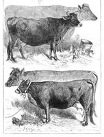 An illustration from Scientific American, Vol. 36, No. 3 (1877) (1877)