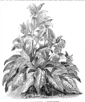 An illustration from Scientific American, Vol. 36, No. 5 (1877) (1877)