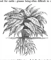 Picture 15 of 17 from Scientific American, Vol. 36, No. 5 (1877) (1877), leaf 8