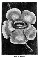 Picture 10 of 20 from Scientific American, Vol. 36, No. 6 (1877) (1877), leaf 8