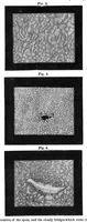 Picture 2 of 14 from Scientific American, Vol. 36, No. 7 (1877) (1877), leaf 3