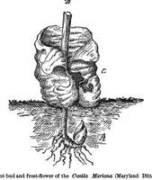 Picture 7 of 18 from Scientific American, Vol. 36, No. 8 (1877) (1877), leaf 5
