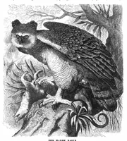 Picture 14 of 16 from Scientific American, Vol. 36, No. 9 (1877) (1877), leaf 8