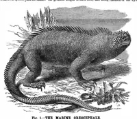 An illustration from Scientific American, Vol. 36, No. 14 (1877) (1877)