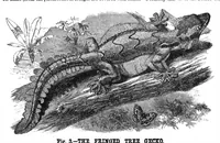 Picture 13 of 15 from Scientific American, Vol. 36, No. 14 (1877) (1877), leaf 8