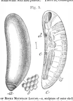 Picture 3 of 11 from Scientific American, Vol. 36, No. 17 (1877) (1877), leaf 6
